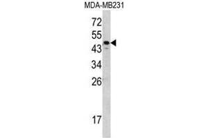 Western blot analysis of SERPINA7 Antibody (C-term) in MDA-MB231 cell line lysates (35ug/lane).