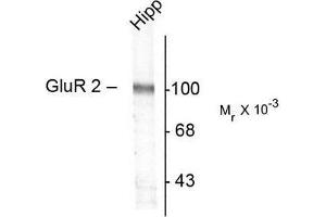 Image no. 1 for anti-Glutamate Receptor, Ionotropic, AMPA 2 (GRIA2) antibody (ABIN372654) (GRIA2 antibody)
