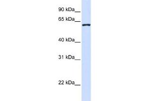 WB Suggested Anti-WDR40A Antibody Titration:  0. (DCAF12 antibody  (Middle Region))