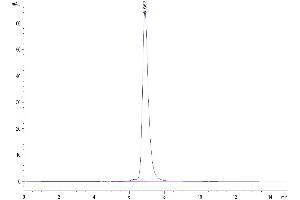 The purity of Cynomolgus IL-2 R beta is greater than 95 % as determined by SEC-HPLC. (IL2 Receptor beta Protein (AA 27-239) (His tag))