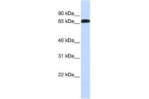 SLC6A1 antibody used at 1 ug/ml to detect target protein. (SLC6A1 antibody)