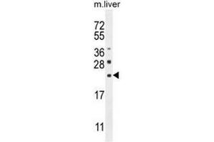 CLEC2L Antibody (N-term) western blot analysis in mouse liver tissue lysates (35µg/lane). (CLEC2L antibody  (N-Term))