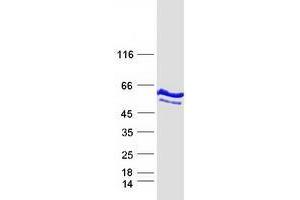 Western Blotting (WB) image for Tryptophanyl-tRNA Synthetase (WARS) (Transcript Variant 2) protein (Myc-DYKDDDDK Tag) (ABIN2735478)