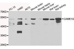 Western blot analysis of extracts of various cell lines, using CAMK1G antibody. (CAMK1G antibody)