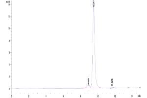 Size-exclusion chromatography-High Pressure Liquid Chromatography (SEC-HPLC) image for D-Dopachrome Tautomerase (DDT) (AA 2-118) protein (His tag) (ABIN7274464)
