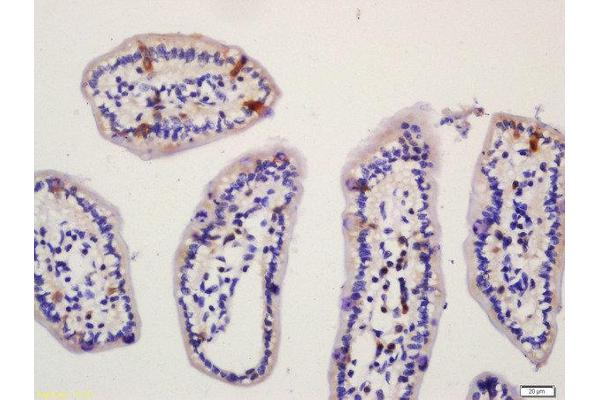NLRP6 antibody  (AA 351-450)