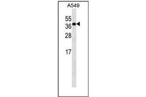 Western blot analysis of HOXD4 / HOX4B Antibody (C-term) in A549 cell line lysates (35ug/lane). (HOXD4 antibody  (C-Term))
