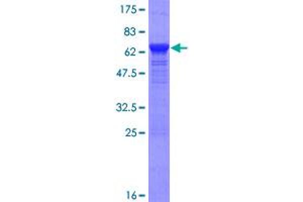 PNMA1 Protein (AA 1-353) (GST tag)