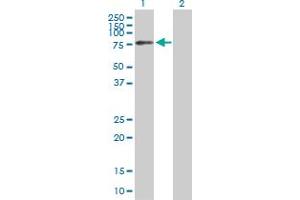 Western Blot analysis of TRMT2A expression in transfected 293T cell line by TRMT2A MaxPab polyclonal antibody. (TRMT2A antibody  (AA 1-625))