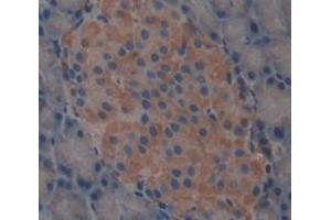 Used in DAB staining on fromalin fixed paraffin- embedded pancreas tissue (Carboxypeptidase A2 antibody  (AA 26-417))