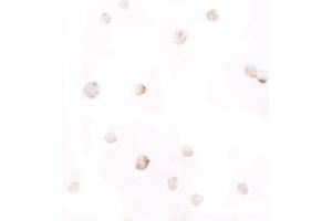 Immunohistochemistry (IHC) image for anti-Pellino E3 Ubiquitin Protein Ligase 1 (PELI1) (C-Term) antibody (ABIN1077389) (Pellino 1 antibody  (C-Term))