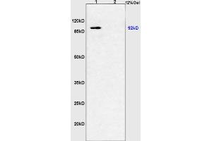 L1 pig muscles lysates L2 mouse kidney lysates probed with Anti PGC1 alpha + beta Polyclonal Antibody, Unconjugated (ABIN873223) at 1:200 overnight at 4 °C. (PPARGC1A antibody  (AA 151-250))