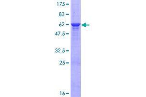 COLEC11 Protein (AA 1-271) (GST tag)