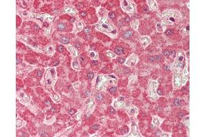 Anti-SPRED1 antibody IHC staining of human liver. (SPRED1 antibody)