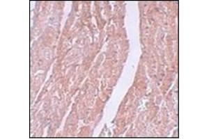 Immunohistochemistry of MINA in mouse heart tissue with this product at 5 μg/ml.