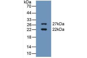 Western blot analysis of recombinant Human CIRBP. (CIRBP antibody  (AA 1-172))