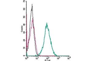 Cell surface detection of RAMP1 by indirect flow cytometry in live intact mouse J774 macrophage cells:(black line) Cells. (RAMP1 antibody  (Extracellular, N-Term))