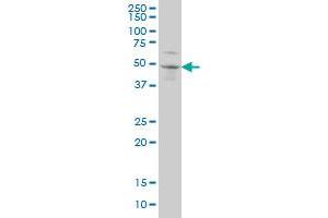SOX3 monoclonal antibody (M04), clone 1F2 Western Blot analysis of SOX3 expression in A-431 . (SOX3 antibody  (AA 375-446))