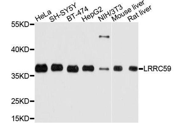 LRRC59 antibody  (AA 1-244)