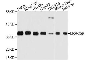 Western blot analysis of extracts of various cell lines, using LRRC59 antibody.