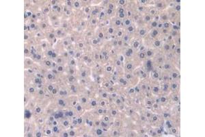 IHC-P analysis of Mouse Tissue, with DAB staining. (Catalase antibody  (AA 80-239))