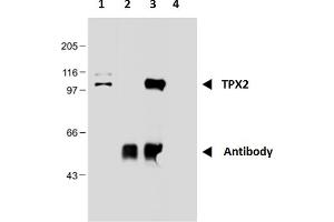 Immunoprecipitation of TPX2 from nuclear extract of HEK293 cells using monoclonal antibody TPX2-01. (TPX2 antibody)