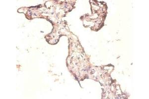 Immunohistochemistry of paraffin-embedded human placenta tissue using ABIN7142796 at dilution of 1:100 (RPL3 antibody  (AA 2-247))