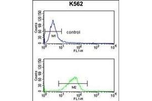 CXXC4 Antibody (C-term) (ABIN653333 and ABIN2842821) flow cytometry analysis of K562 cells (bottom histogram) compared to a negative control cell (top histogram). (CXXC4 antibody  (C-Term))