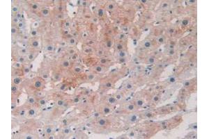 IHC-P analysis of Human Liver Tissue, with DAB staining. (BACE2 antibody  (AA 230-396))