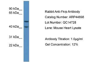 WB Suggested Anti-Fkrp  Antibody Titration: 0. (FKRP antibody  (C-Term))