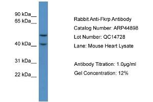 WB Suggested Anti-Fkrp  Antibody Titration: 0.
