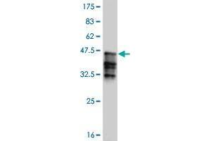 Western Blot detection against Immunogen (37. (HEY1 antibody  (AA 181-288))