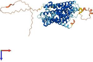 AlphaFold protein structure predicition of Human Recombinant SLC38A3 Protein, UniprotID Q99624 (SLC38A3 Protein (AA 1-504) (His tag))