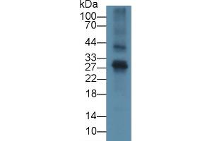 Detection of FGF23 in Mouse Thymus lysate using Polyclonal Antibody to Fibroblast Growth Factor 23 (FGF23) (FGF23 antibody  (AA 25-251))