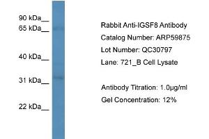 WB Suggested Anti-IGSF8  Antibody Titration: 0.