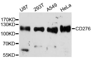 Western blot analysis of extracts of various cell lines, using CD276 antibody (ABIN5997394) at 1:3000 dilution. (CD276 antibody)