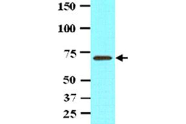 PPM1G Antikörper  (AA 317-546)