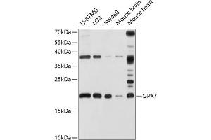Western blot analysis of extracts of various cell lines, using GPX7 antibody (ABIN6127981, ABIN6141374, ABIN6141375 and ABIN6220416) at 1:1000 dilution. (Glutathione Peroxidase 7 antibody  (AA 20-187))