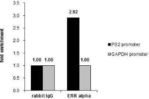 ChIP Image Cross-linked ChIP was performed with MCF-7 chromatin extract and 5 μg of either control rabbit IgG or anti-ERR alpha antibody. (ESRRA antibody)