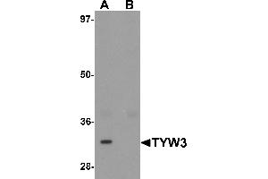 Western blot analysis of TYW3 in A549 cell lysate with TYW3 antibody at 1 µg/mL in (A) the absence and (B) the presence of blocking peptide.