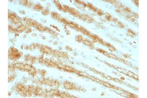 Formalin-fixed, paraffin-embedded Rat Stomach stained with Cytokeratin, pan Monoclonal Antibody cocktail (KRTL/1077 + KRTH/1076). (KRT77, KRT76 antibody)