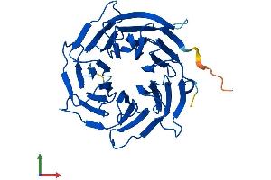 AlphaFold protein structure predicition of Human Recombinant PEX7 Protein, UniprotID O00628