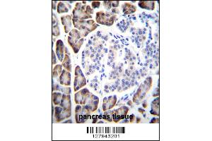 UROC1 Antibody immunohistochemistry analysis in formalin fixed and paraffin embedded human pancreas tissue followed by peroxidase conjugation of the secondary antibody and DAB staining. (UROC1 antibody  (AA 402-430))