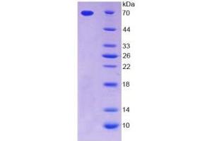 SDS-PAGE of Protein Standard from the Kit  (Highly purified E. (Thrombopoietin ELISA Kit)