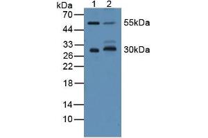 Figure. (CD200 antibody  (AA 31-232))