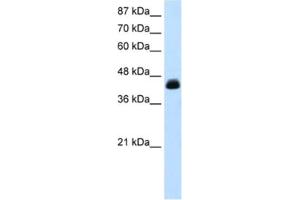 Western Blotting (WB) image for anti-Transcription Elongation Factor A (SII), 3 (TCEA3) antibody (ABIN2460722) (TCEA3 antibody)