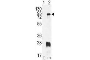 Western blot analysis of PRMT7 antibody and 293 cell lysate either nontransfected (Lane 1) or transiently transfected with the PRMT7 gene (2). (PRMT7 antibody  (AA 1-30))