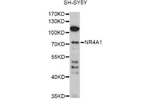Western blot analysis of extracts of SH-SY5Y cells, using NR4A1 antibody (ABIN6293398) at 1:1000 dilution.