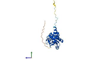 AlphaFold protein structure predicition of Human Recombinant MRTO4 Protein, UniprotID Q9UKD2