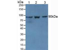 Western blot analysis of (1) Mouse Kidney Tissue, (2) Mouse Spleen Tissue and (3) Mouse Placenta Tissue.